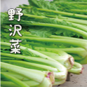 野沢菜