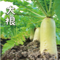 大根