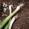 ねぎ