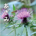 あざみ