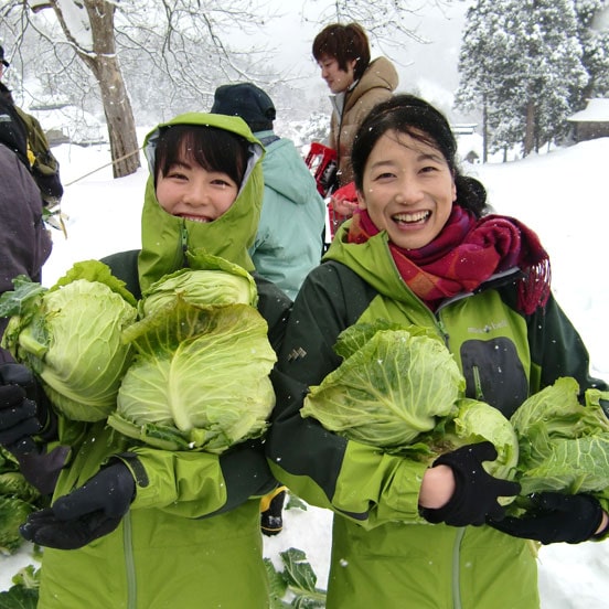 雪中キャベツ